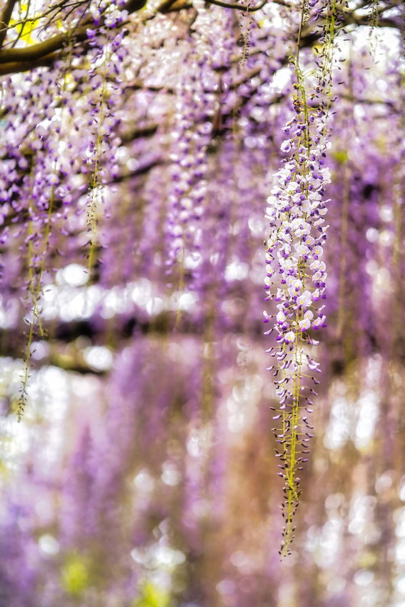 Alowyn Garden, Yarra Glen