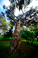 White Hills Botanical Garden