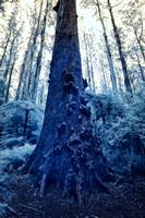 Infrared Sherbrooke