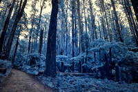 Infrared Sherbrooke