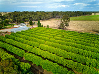 Tyntynder, Victoria