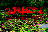 Blue Lotus Garden, Yarra Junction