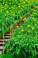 Daffodil Garden, Taichung