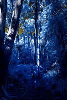 Infra Red Lake Sanitarium