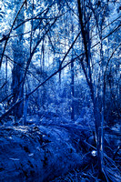 Infra Red Lake Sanitarium